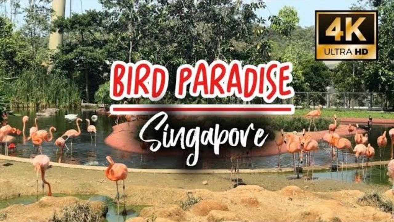 Bird Paradise Singapore Vlog | Full Walking Tour & travel Guide