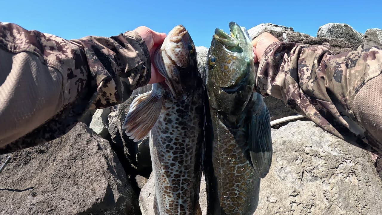 Непрерывный экшн LINGCOD с причала