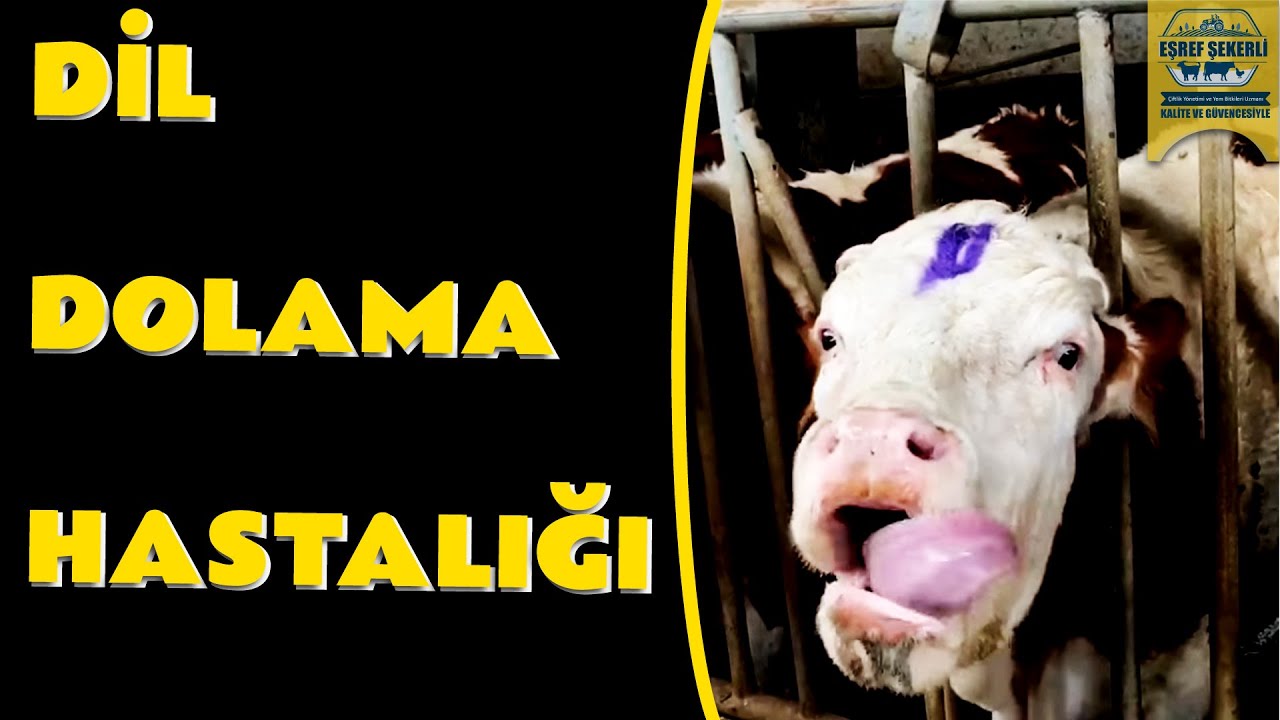Özellikle Simental Irkı Hayvanlarda Görülen Hastalık! #Dildolama