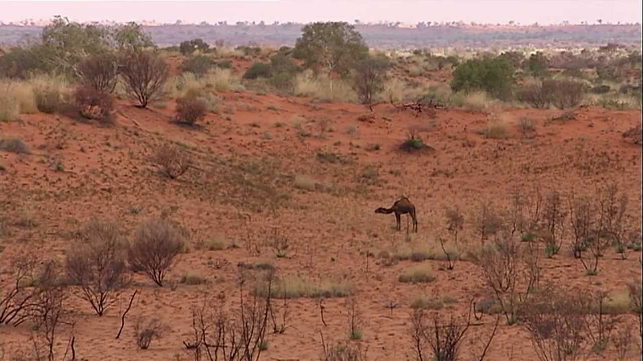 Australian Feral Camel Management Project 2013