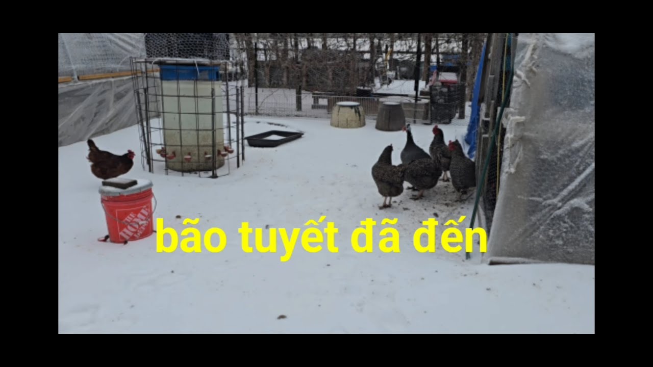 bão tuyết đã đến