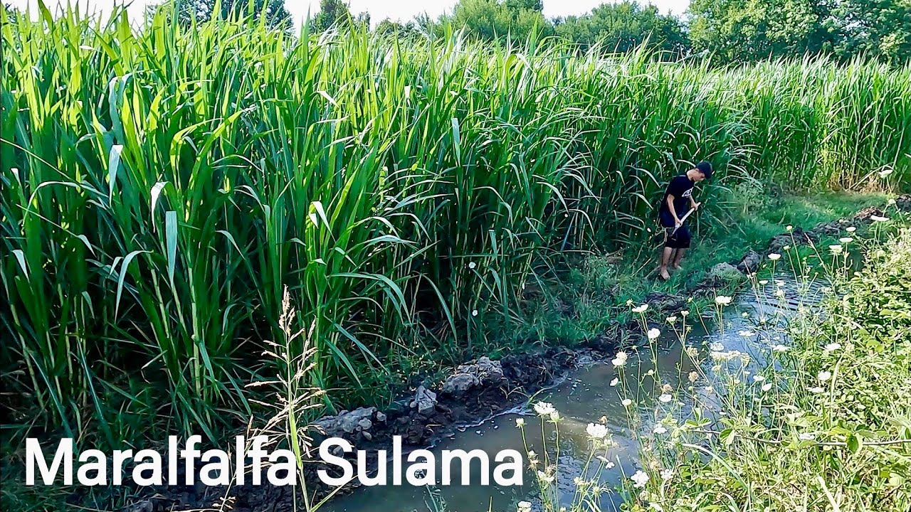 Maralfalfa 40 Günde Dev Gibi Oldu! 😱 İlk Sulama Yapılıyor 🌱