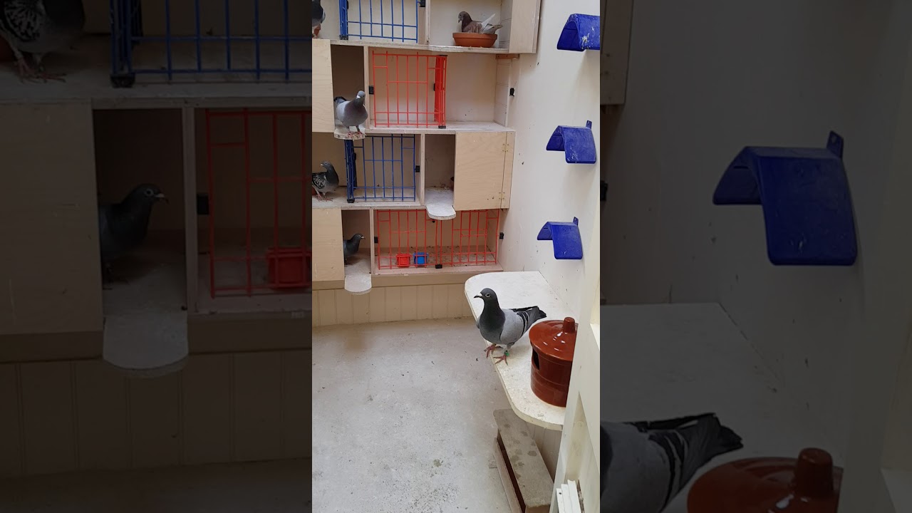 Racing Pigeons - Stock Birds