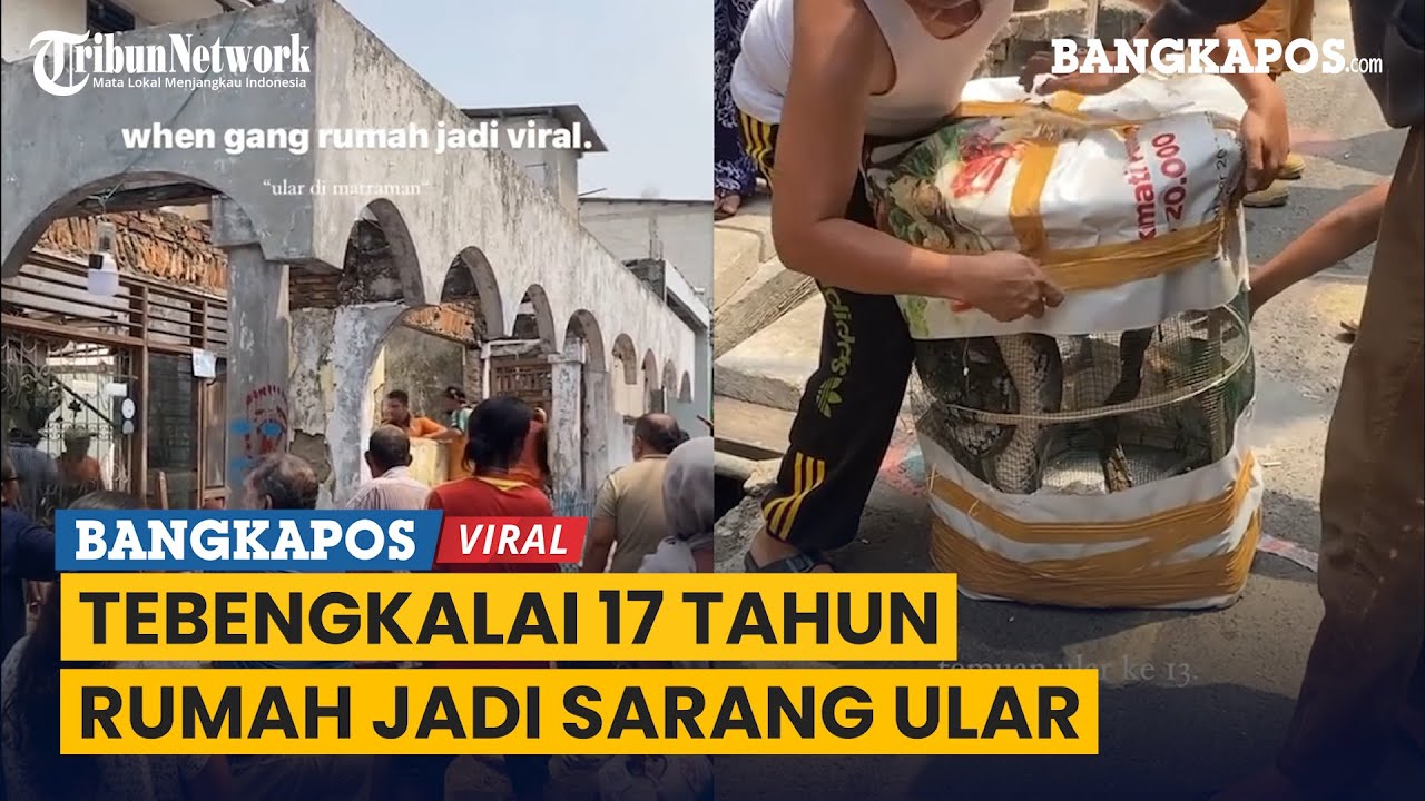 Terbengkalai 17 Tahun, Rumah Warga Jadi Tempat Sarang Ular Sanca
