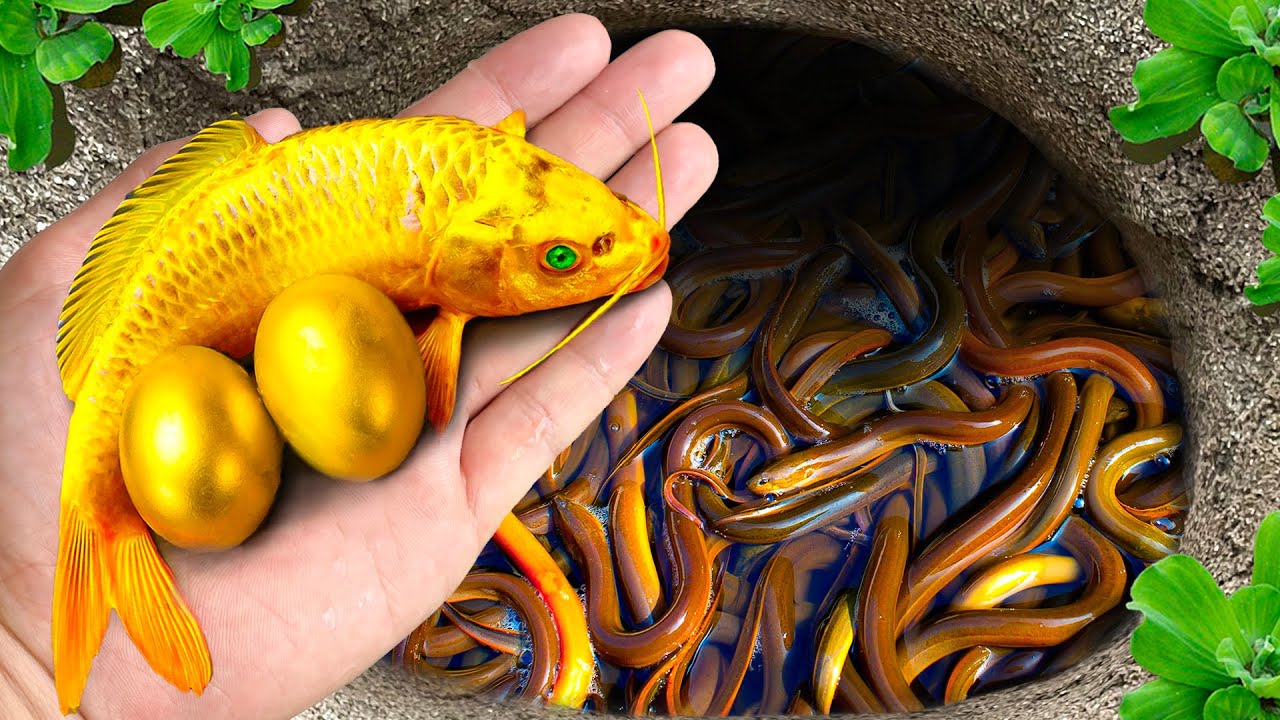 Catching Fancy Aquarium Fish & Surprise Colorful Eggs In The Cave, Koi, Red Laser Tetra, Loach Fish