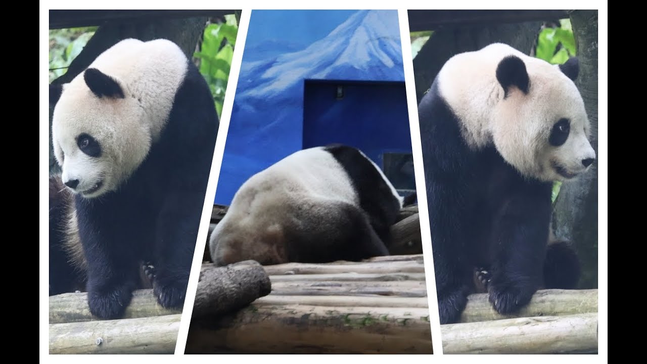 20260130 母女今上特早班 圓圓圓寶九點眠 Giant Panda Yuan Yuan & Yuan Bao