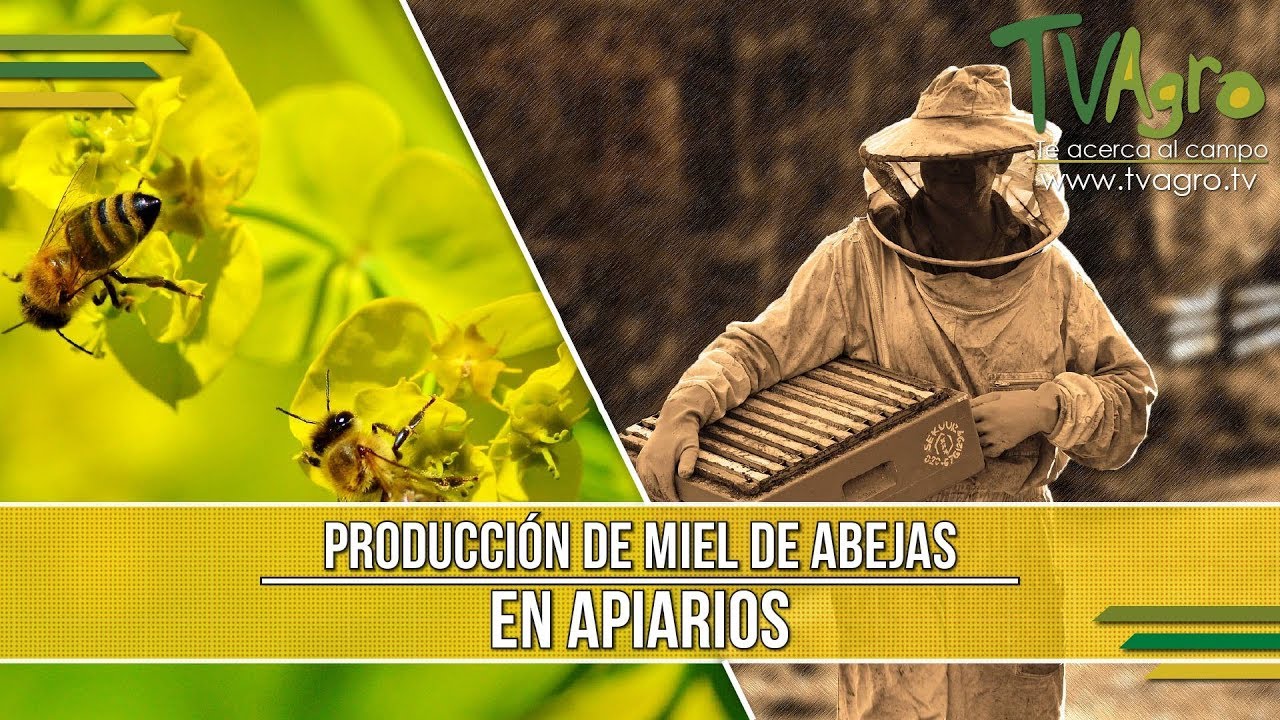Producción de Miel de Abejas en Apiarios - TvAgro por Juan Gonzalo Angel