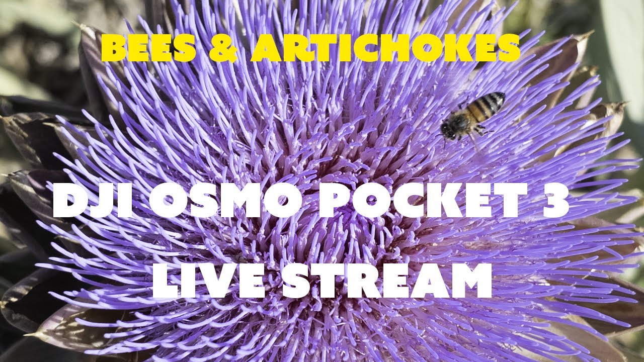 Bees on the Pocket 3