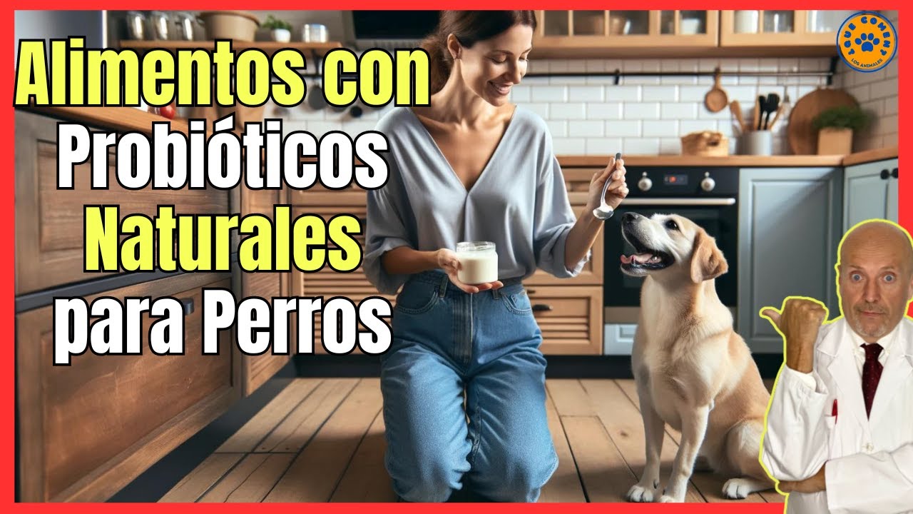 🔴 ¿QUÉ ALIMENTOS CONTIENEN PROBIÓTICOS NATURALES PARA PERROS? 🔴