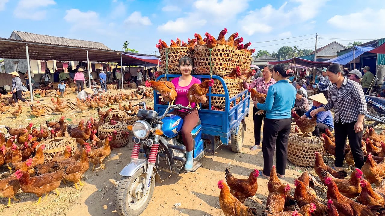 TIMELAPSE -- GIANT Chickens Hens - Transporting with My 3-Wheeled Truck to Market SELL