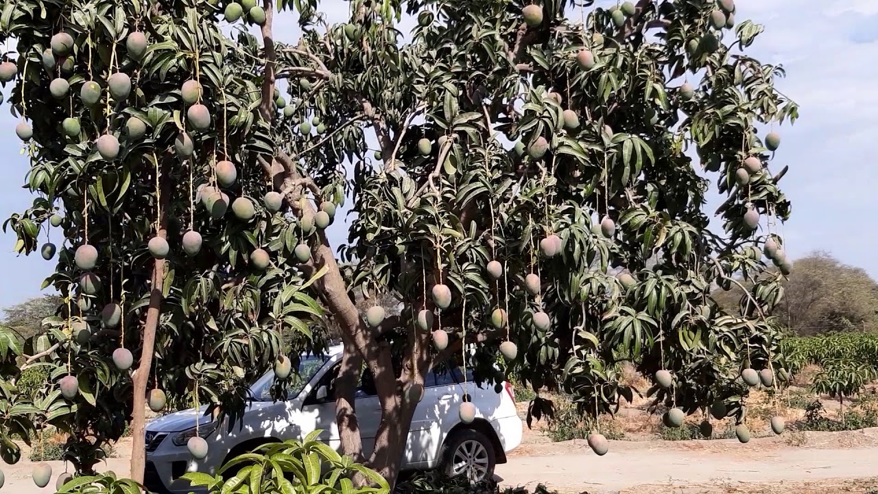MANGO KENT...PREPARANDO CAMPAÑA 2020.