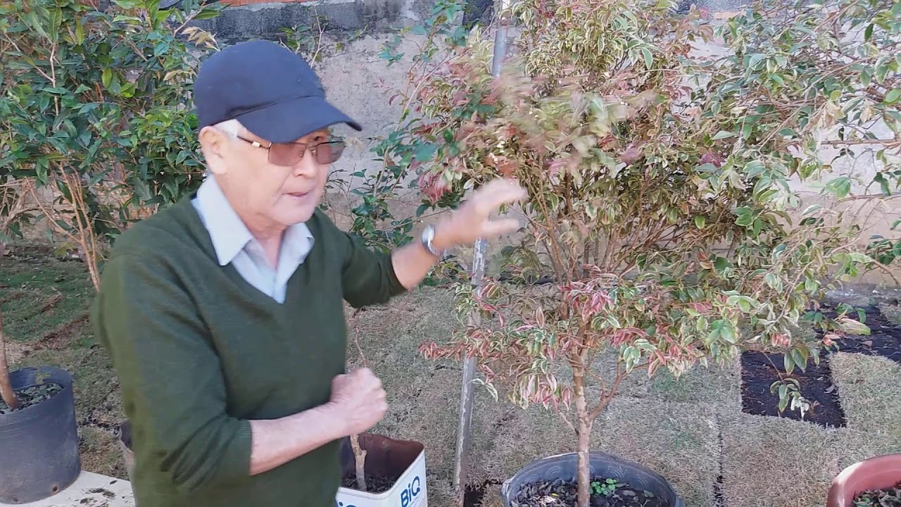 Variedades de jabuticabeiras, mostrando a diferença através das folhas.