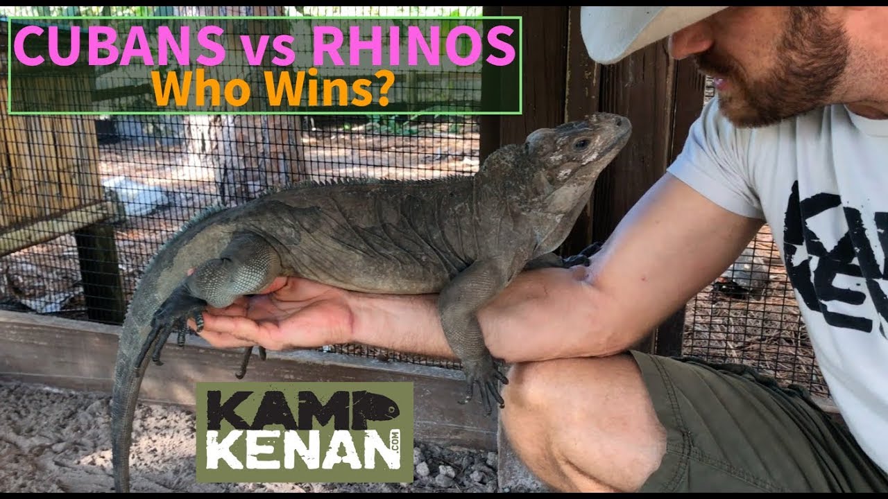 Do Rhino or Cuban Rock Iguanas make better pets?