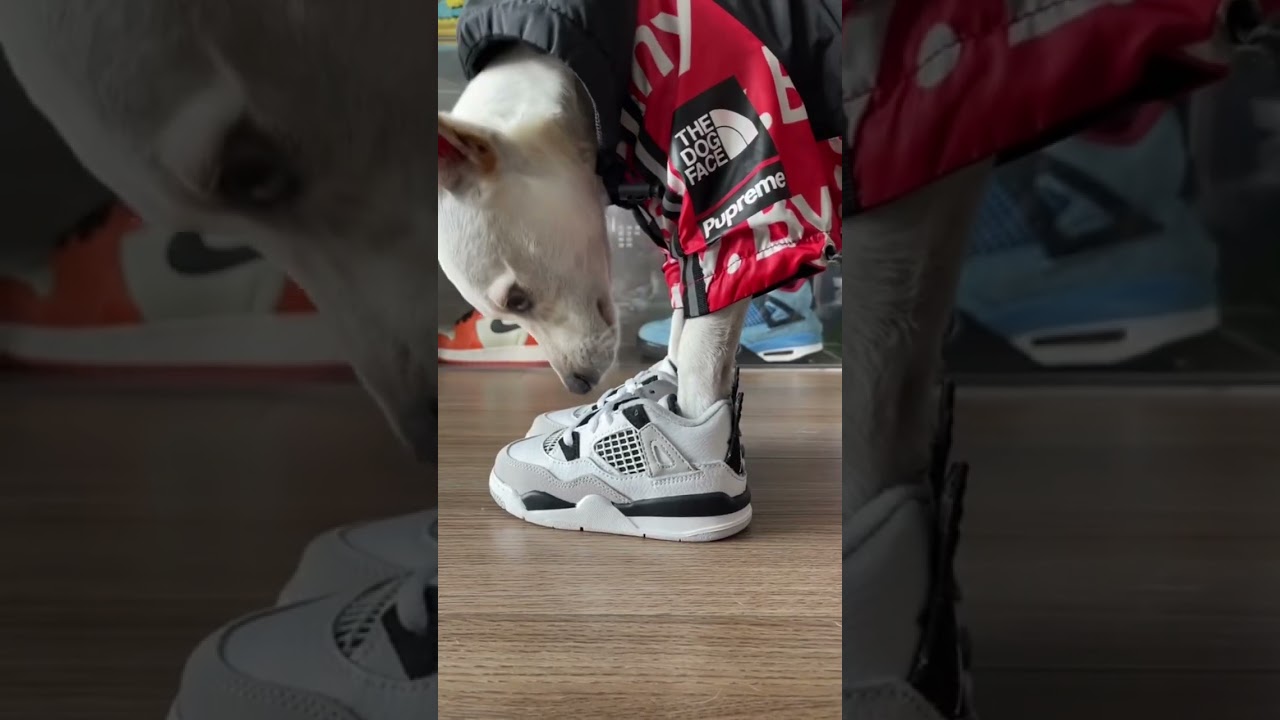Best Dog Shoes #sneakers #hype #funny #pov