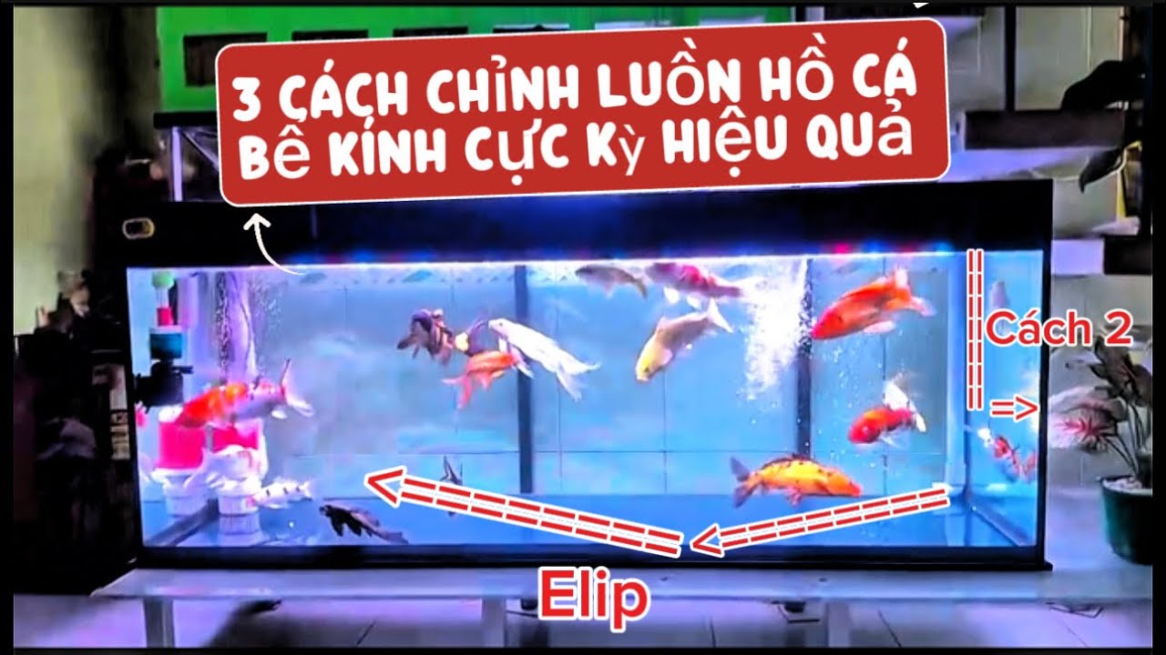 3 Cách Chỉnh Luồn Hồ Cá Giúp Hút Sạch Phân - Nước Trong Cá Khỏe Và Dạng Người | Nhân Vlog 1989.
