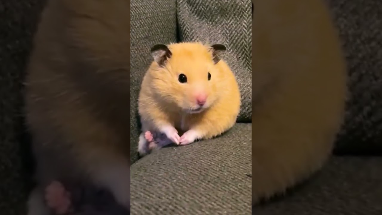Cute hamster yawning🐹#cutehamster  #hamster #hamstershorts #shorts #pets #cutepets #funnypets