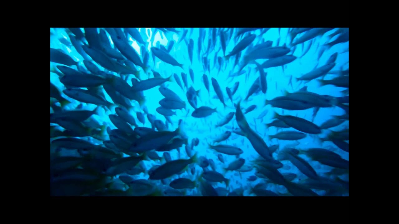 Best underwater Gig in north west Madagascar Scuba Diving Schools of Big fish HD.wmv