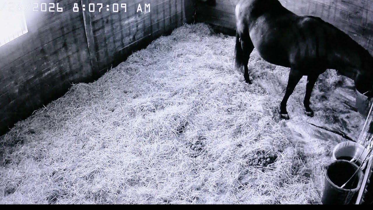 Foal Watch Live Cam 01.27.2026