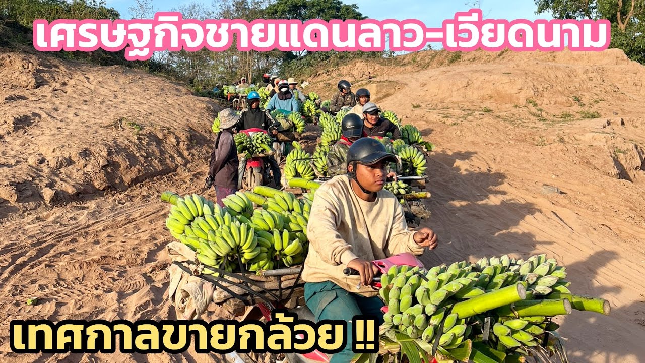 หนื่งปีมีครั้งเดียวกล้วยมีราคาสูง ชาวบ้านนำกล้วยไปขายให้เวียดนาม ตามชายแดน 12 กุมภาพันธ์ 2569