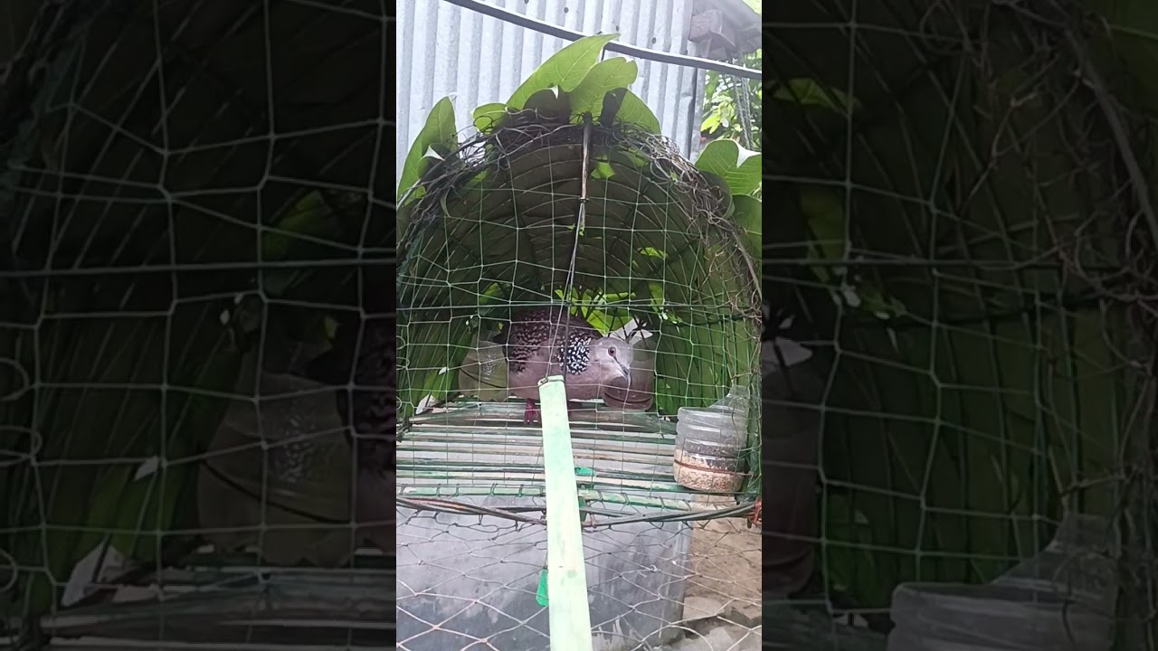 শিকারি ঘুঘু পাখির ডাক । সকাল বেলা শিকারি ঘুঘু পাখির ডাক। #শিকারি_ঘুঘু #birds #ঘুঘু 
