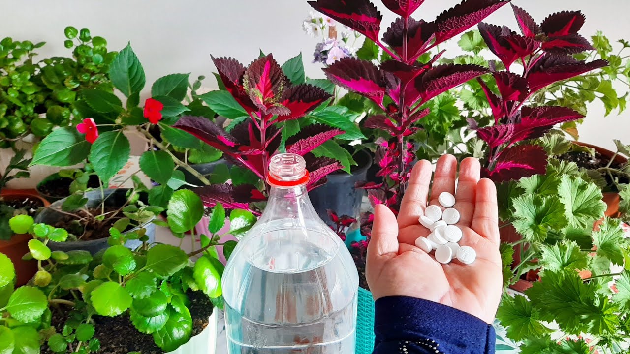 Bahara Hazırlık✅Çiçek Bakımı✅Çiçek Coşturan✅Achimenes ✅Parlak Mustafa Çiçeği✅cam güzeli çiçeği