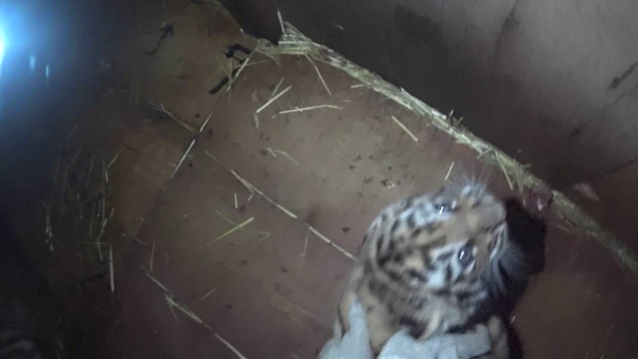 20160607 | 旭山動物園 | アムールトラ・ワクチン接種・生後61日齢