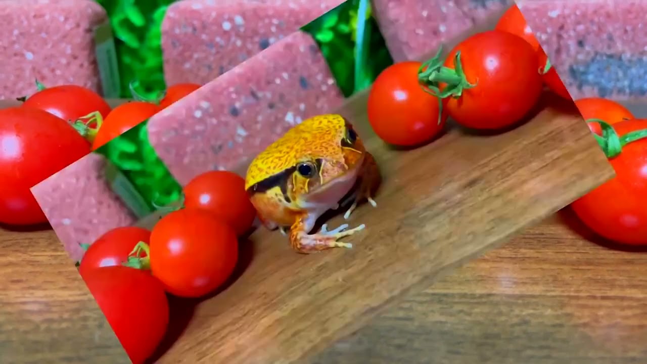 Pacman Frogs Eating every animal #short #asianbullfrogeatsbird #bullfrogvssnake #entertainment
