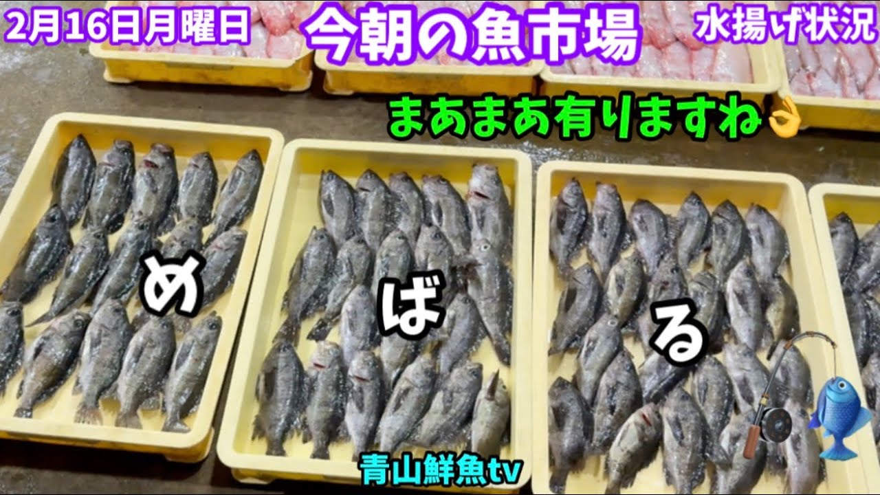 【まあまあ👌】今朝の魚市場2月16日月曜日の水揚げ状況