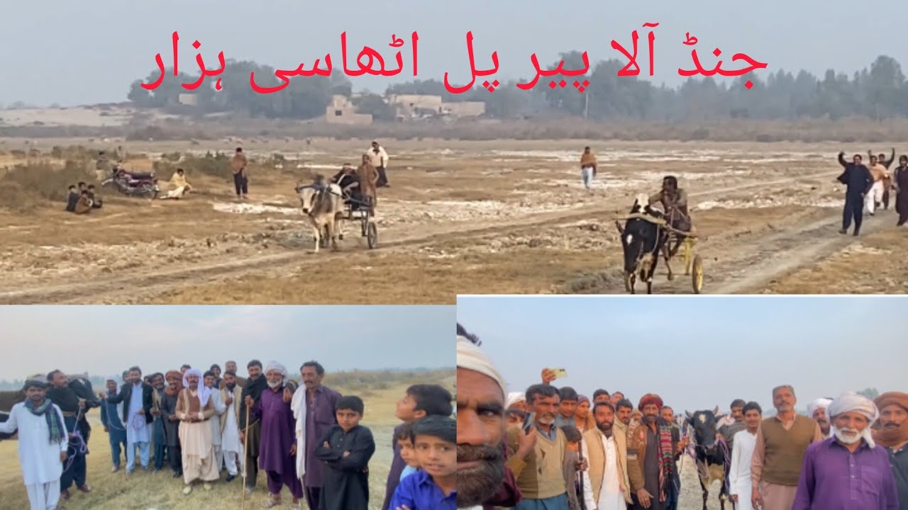 New bull rase January 16, 2026جنڈ آلا پیر پل اٹھاسی ہزار شکیل اعوان بمقابلہ استاد بلال گشکوری