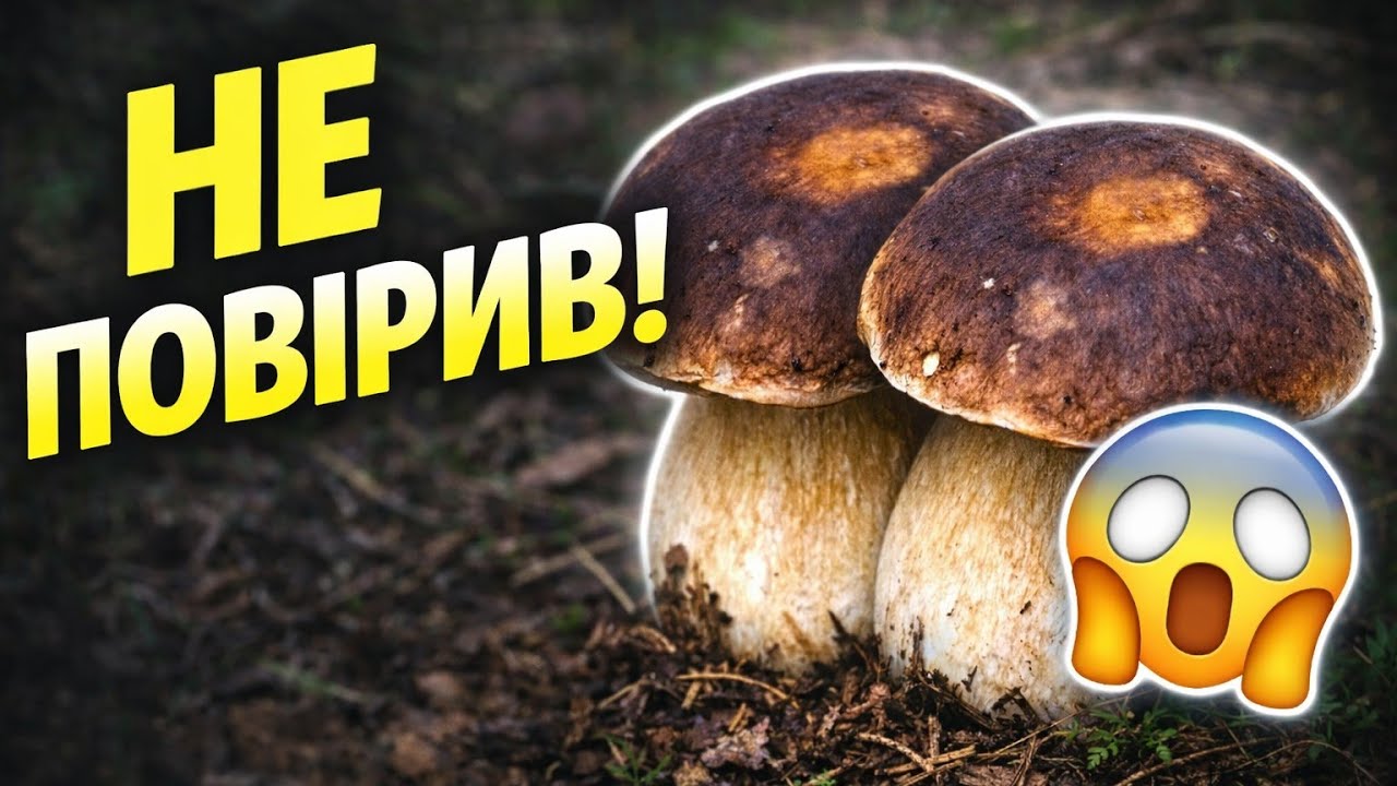 Це не випадковість… білі гриби здивували 🍄