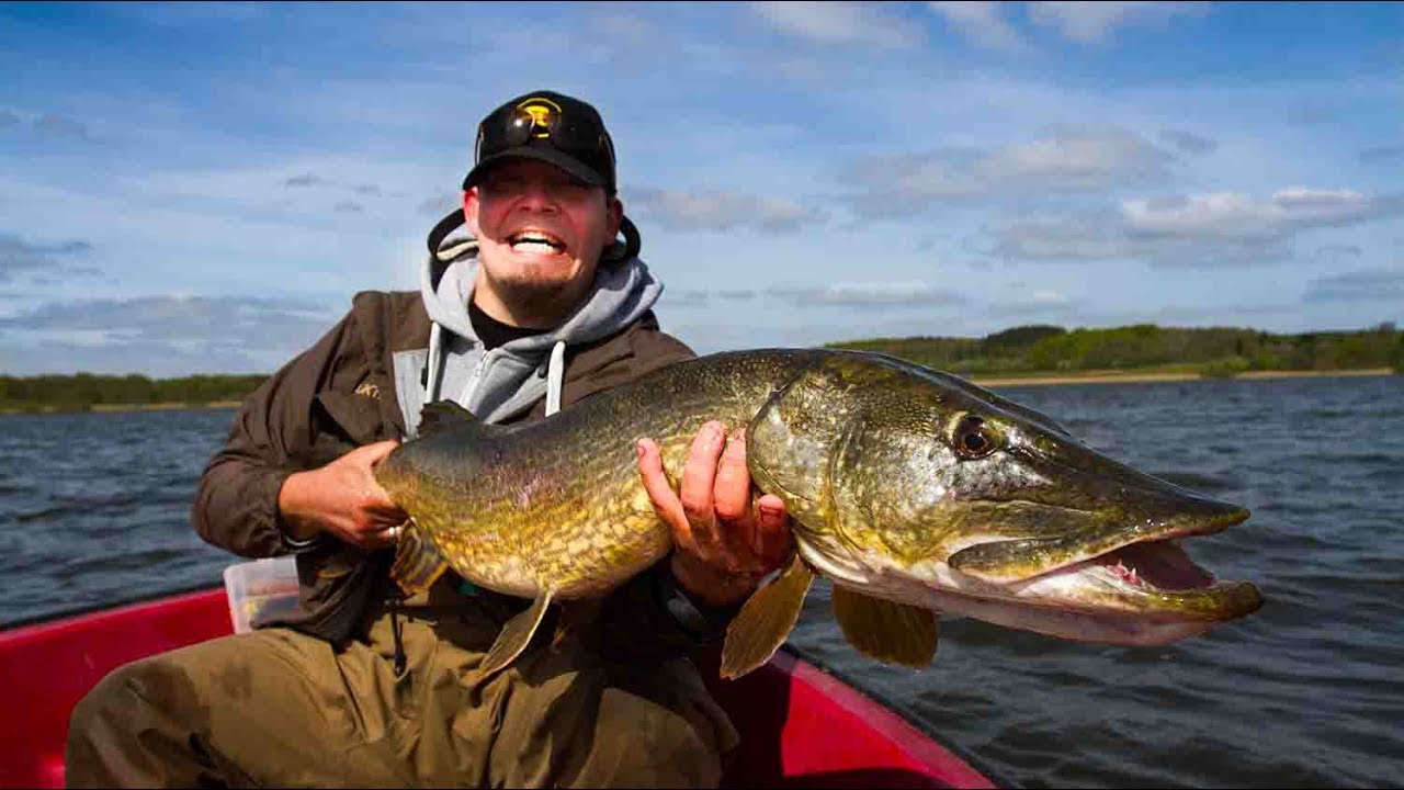 Pike Fly fishing instruction: Gear, tips and tricks