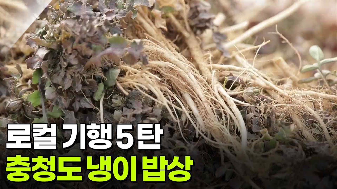 [찐! K-푸드] 로컬 기행 5탄, 충청도 냉이 밥상 [생방송 굿모닝 대한민국] | KBS 260226 방송