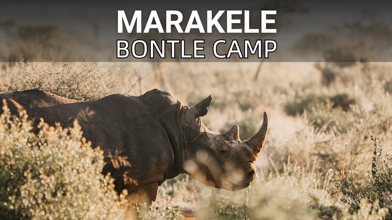 A Diamond in the Rough | Bontle Camp | The Waterberg | Marakele National Park
