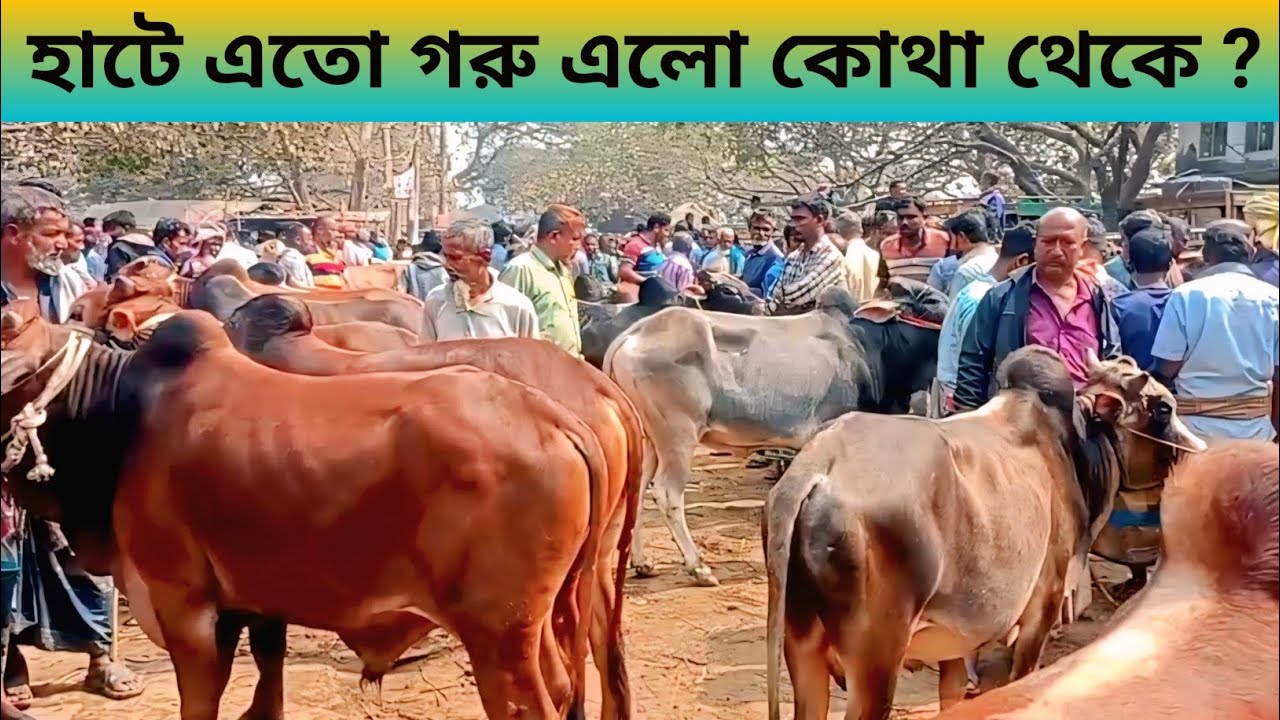 হাটে এতো গরু এলো কোথা থেকে ? মন মাতানো গরুর হাট ।  নতুনহাট জয়পুরহাট । #cow #viral @haterkotha 
