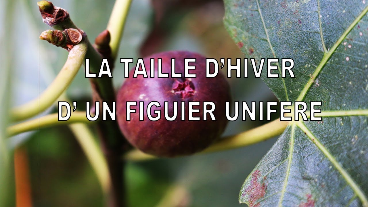 Figuier, La taille d'un jeune figuier unifère Janvier 2019