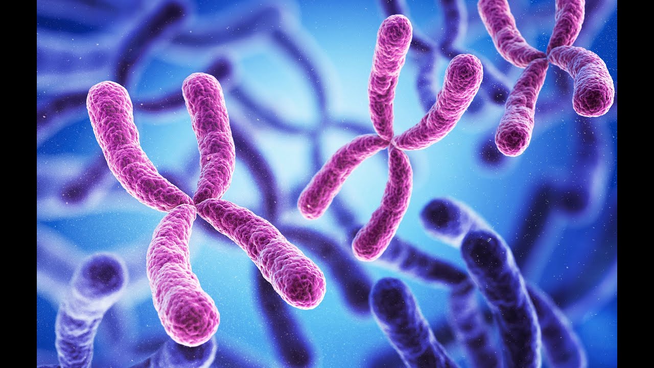 What is a chromosome?