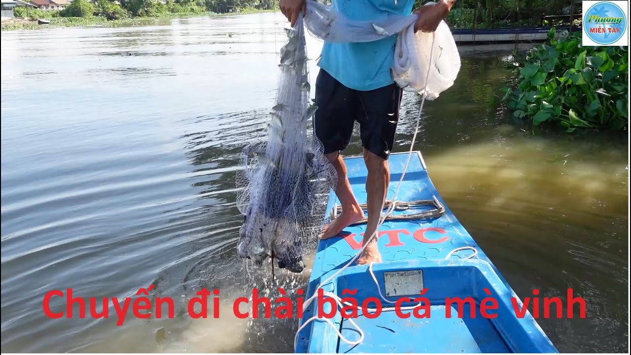 1129 | Chài cá mè vinh bội thu trên sông lớn | Fishing