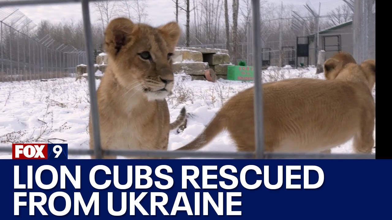 Orphan lion cubs rescued from Ukraine play in Minnesota snow