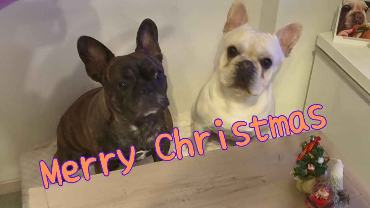 初めてのクリスマス🎄