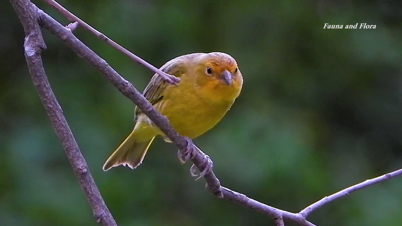 SAFFRON FINCH sounds (SICALIS FLAVEOLA), CAN&Aacute;RIO-DA-TERRA, Free birds in the wild.