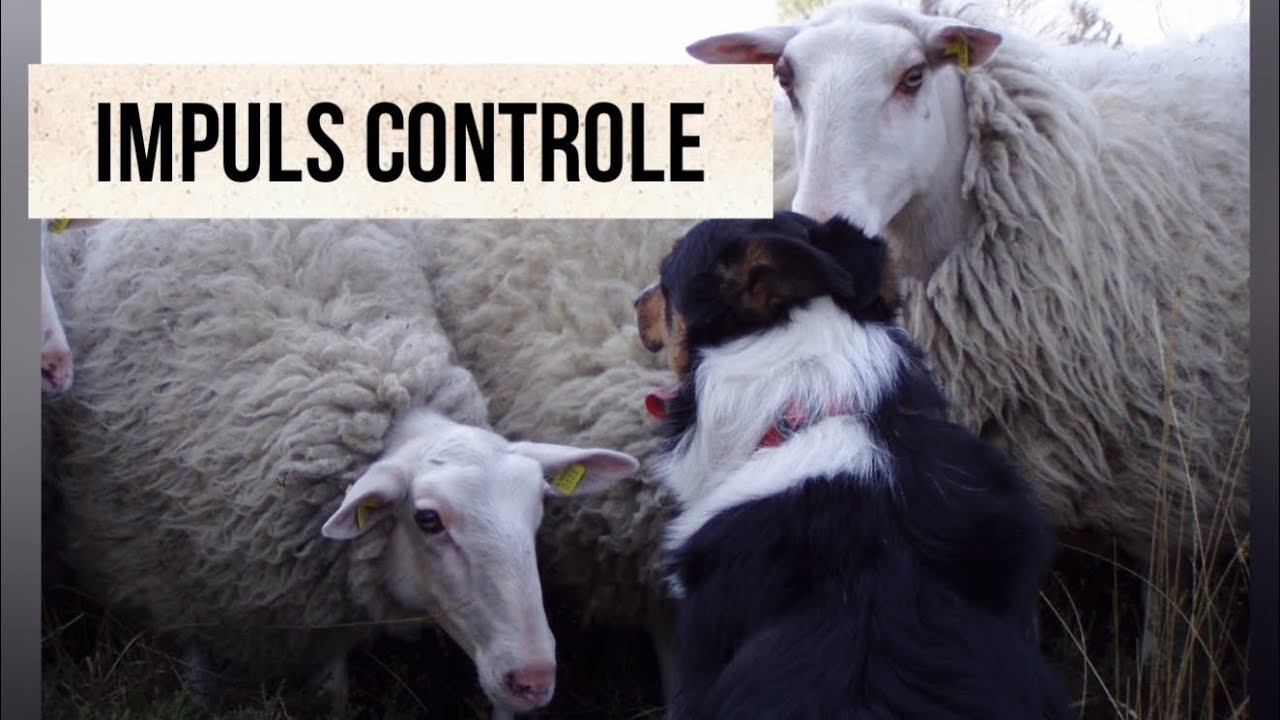Impulscontrole bij BorderCollies. 
