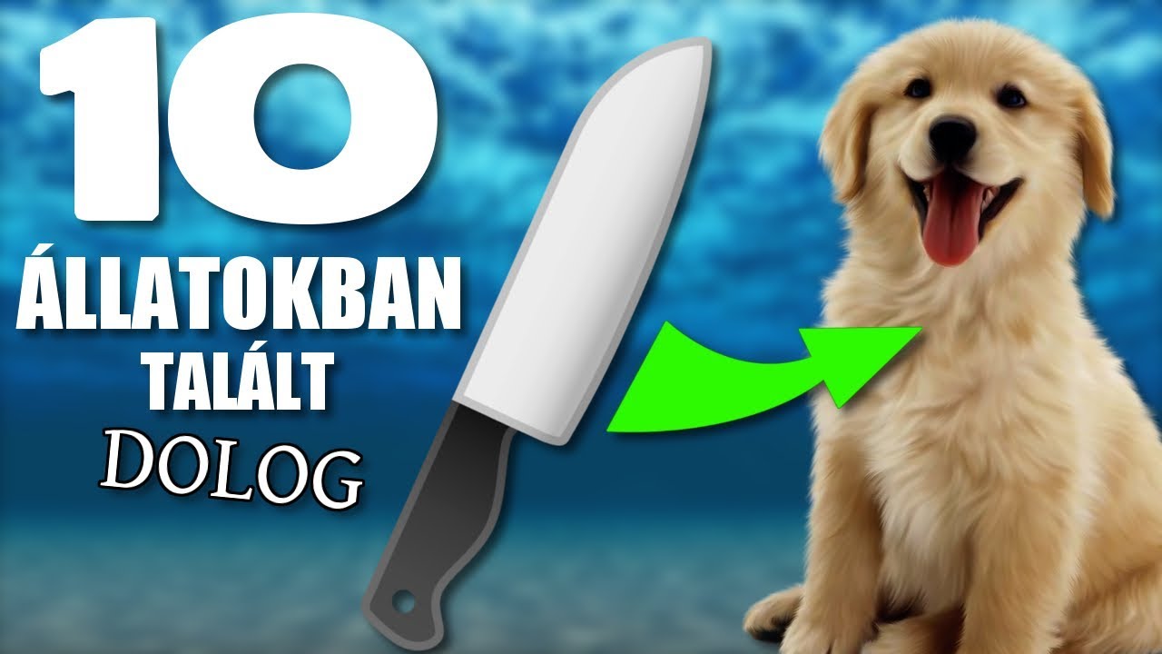 10 Állatokban Talált Dolog [TOPLISTÁK]