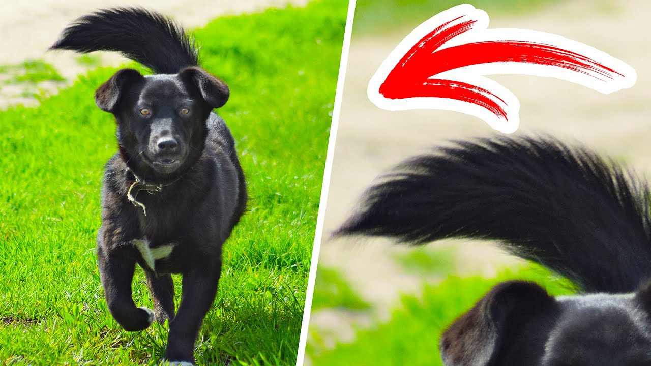 When Your Dog's Tail Turns to the Left, Run Away With Your Pet