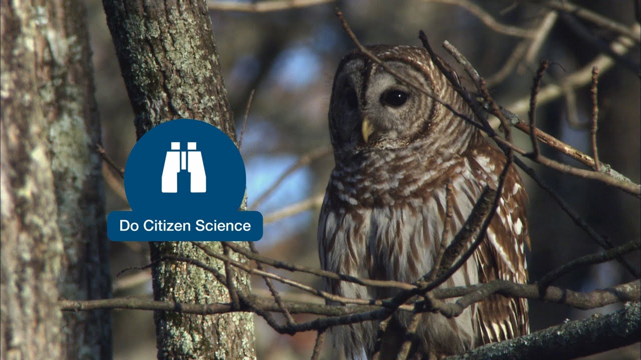 #BringBirdsBack - Do Citizen Science