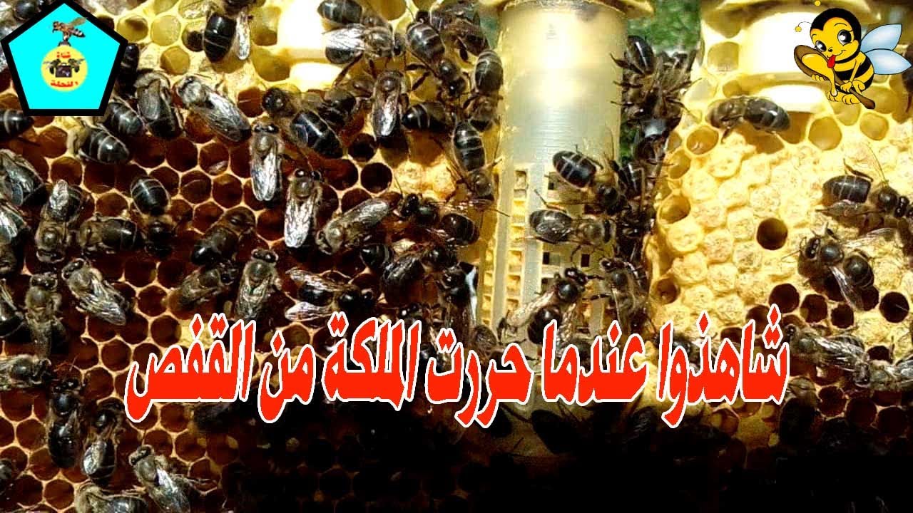 لقد قمت بالحفاظ على ملكة عذراء لمدة شهر ونصف والان حررتها وقفصت على الملكة الام