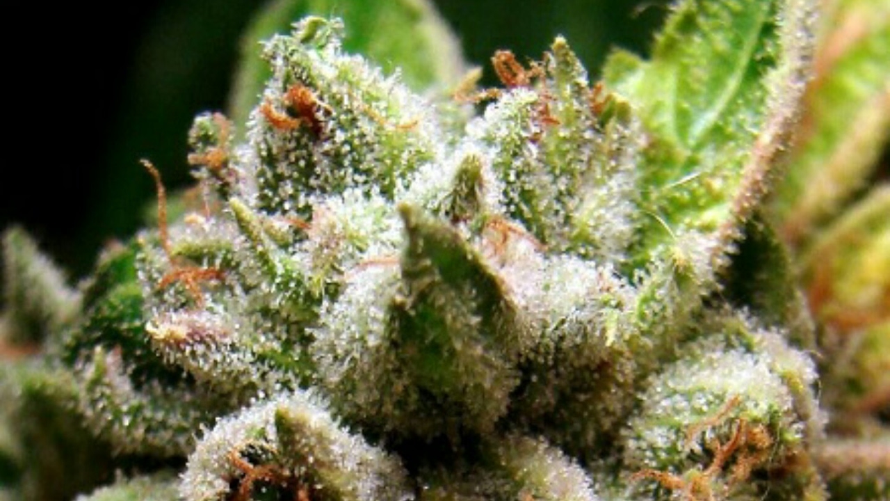 Best weed ever