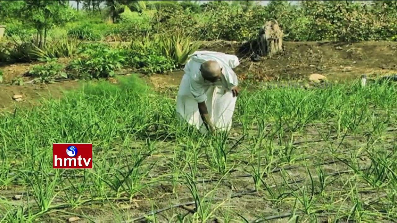 Success Story Of Organic Farmer By Farmer Manohara Chari | Garlic Cultivation | Nela Talli | HMTV