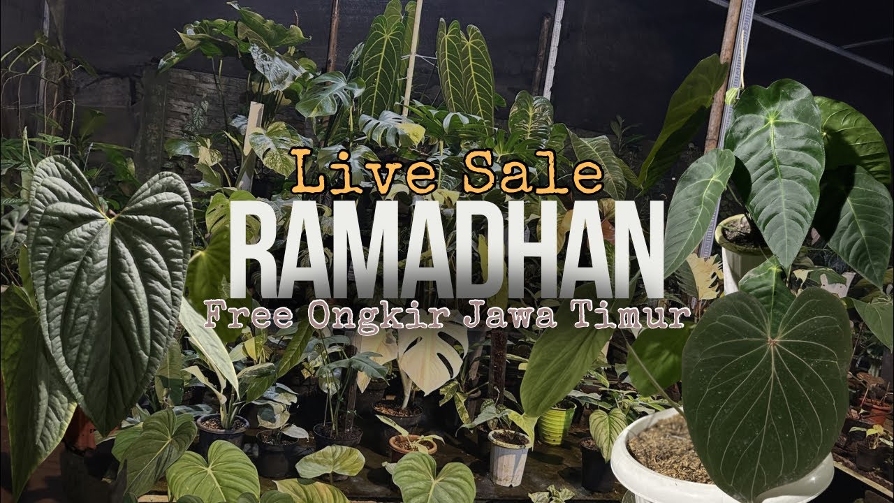 🔴Review Stok Tanaman Baru Nih❗️
