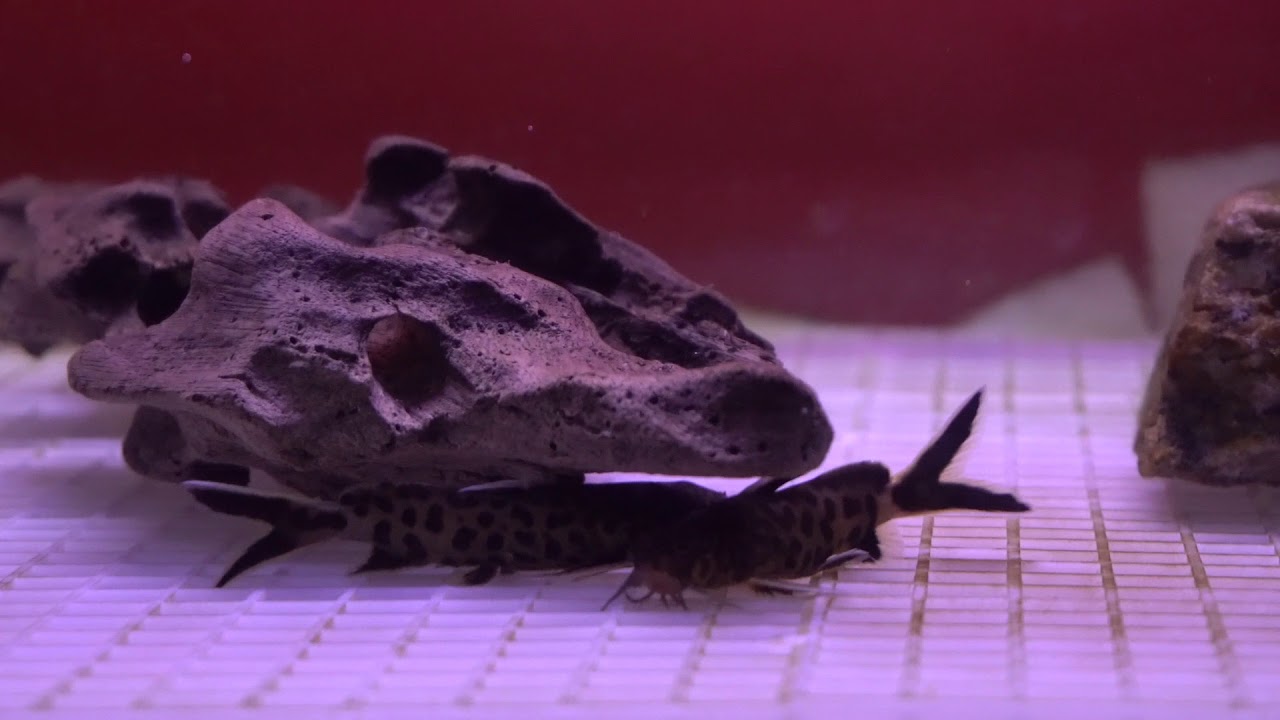 Synodontis Petricola (Catfish) Breeding Cycle