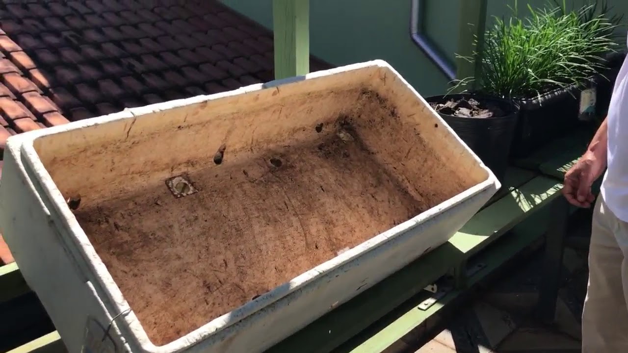 É GRÁTIS ‼Onde conseguir e como preparar CAIXA DE ISOPOR para uma HORTA CASEIRA